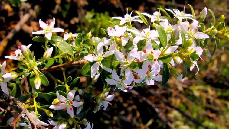 The mid-bladder lobe