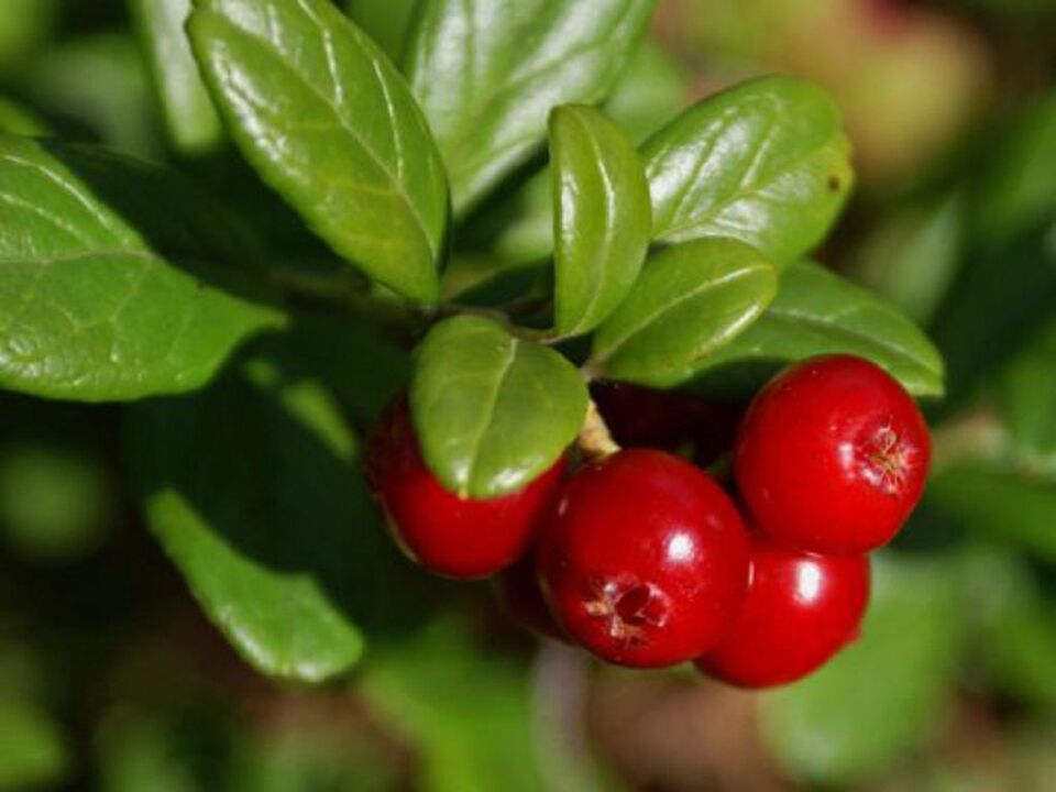 Bilberry treats cystitis in women